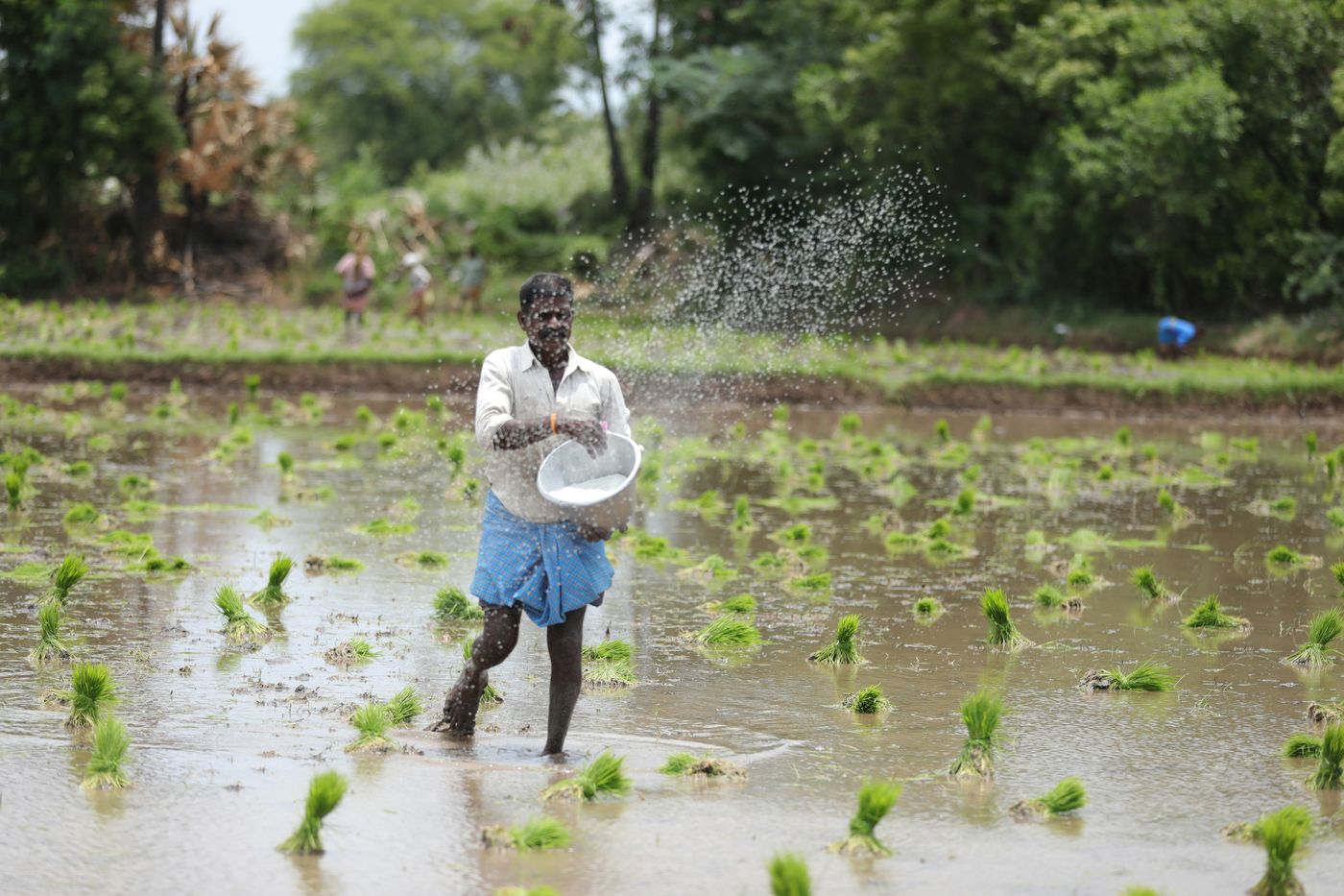 Farmer transplanting rice in a paddy field