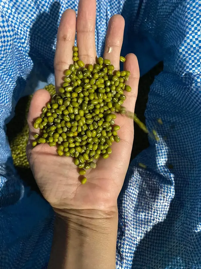 Pulses